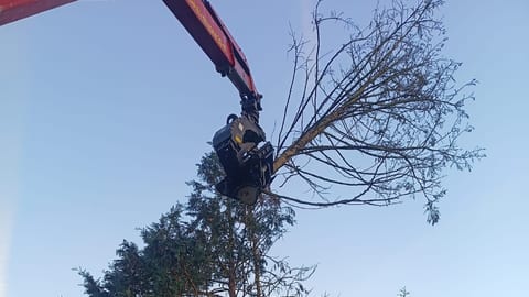 Fällgreifer am Kran trägt eine Baumkrone ab